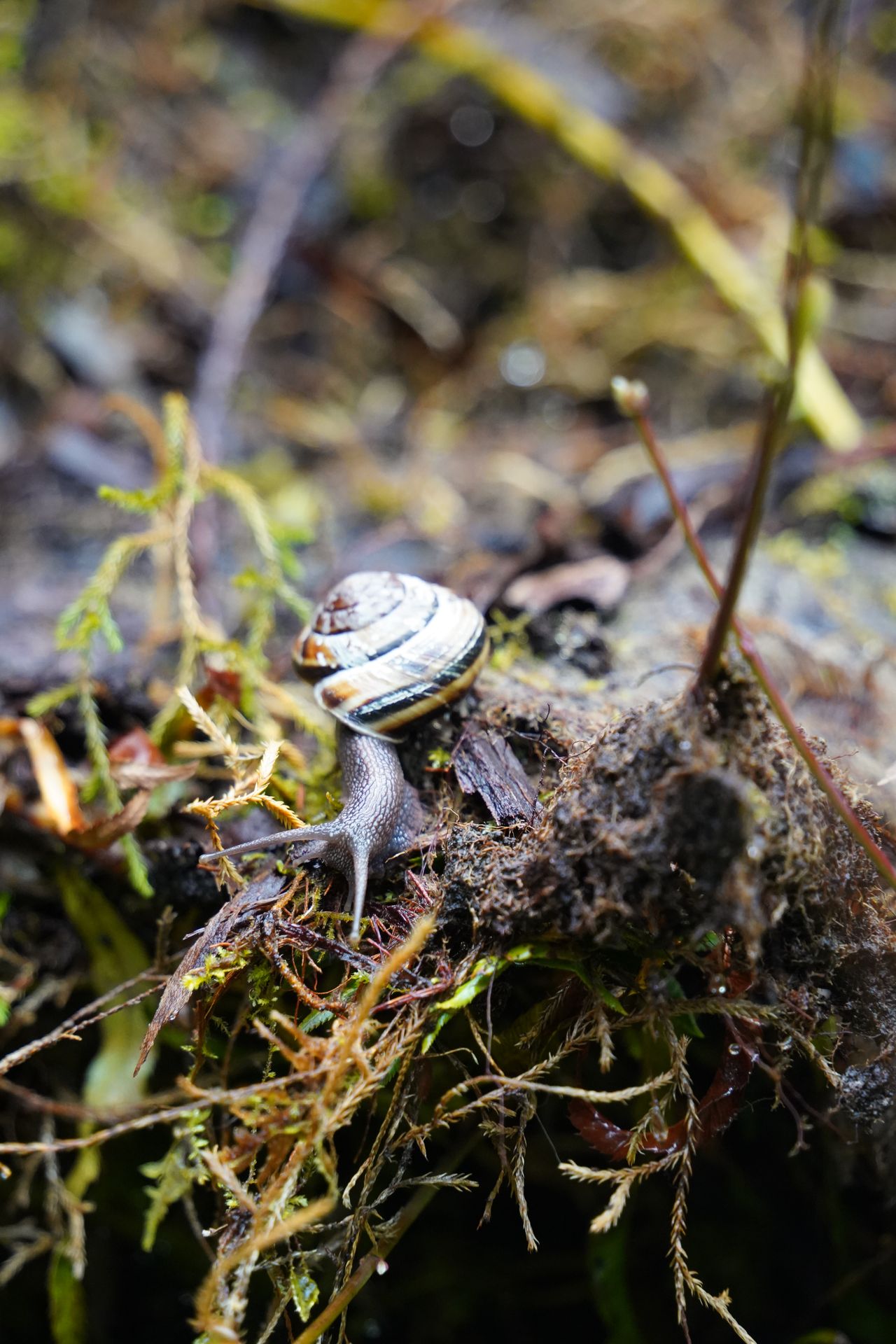 A close up view of a snail on a log in Redwood National Park