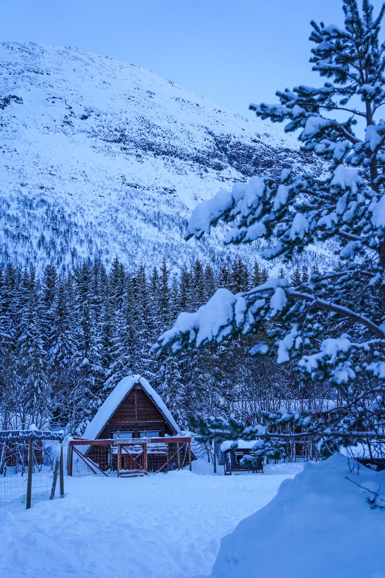 A snowy A-frame cabin surrounded by snowy trees and a mountain behind it