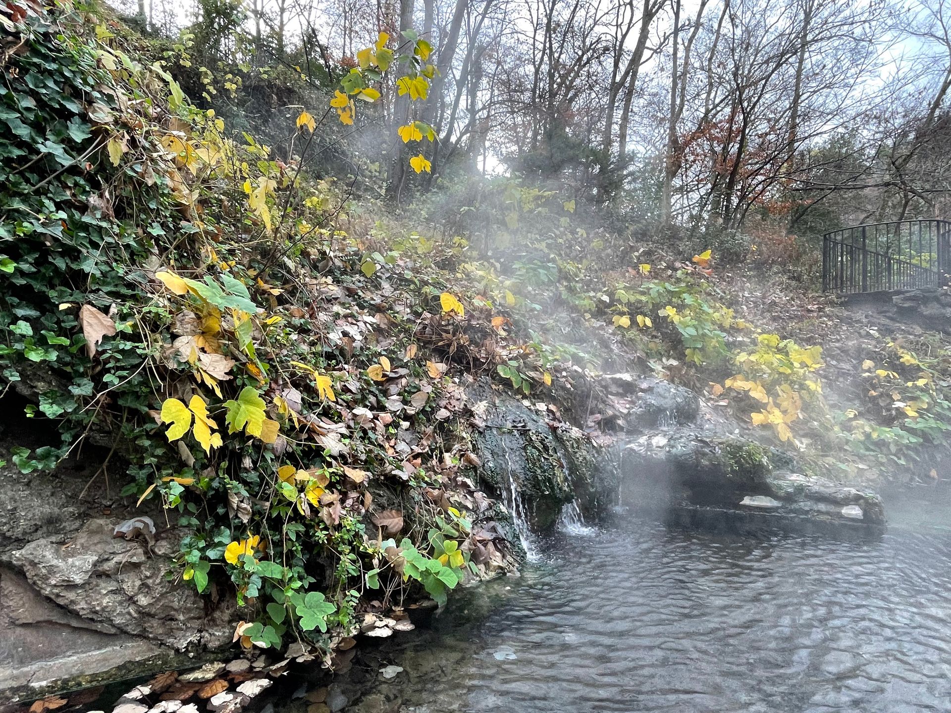 A pond with some greenery next to it. The water is steaming and looks hot.