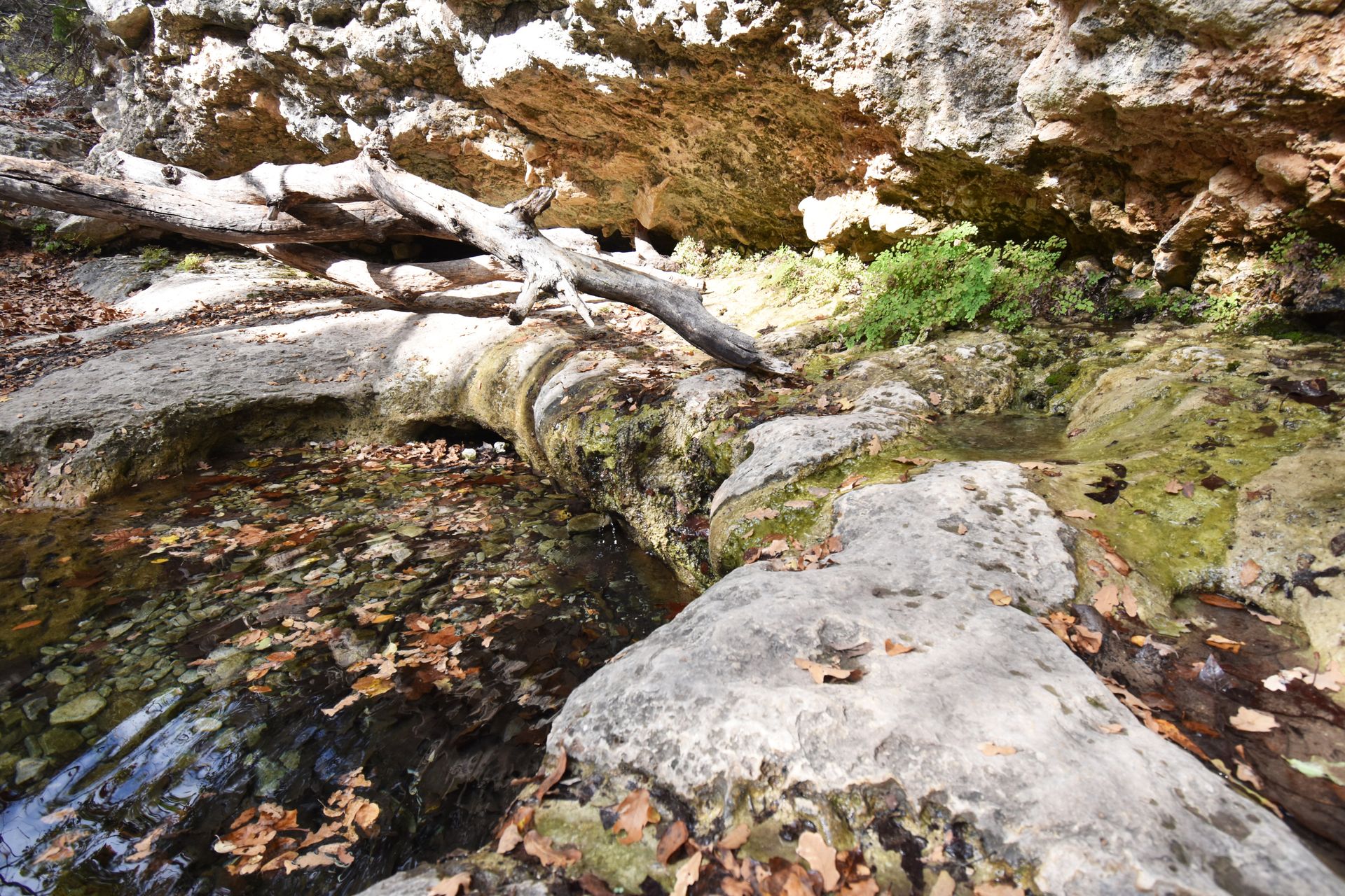 A small natural spring area along the West Trail in Lost Maples.