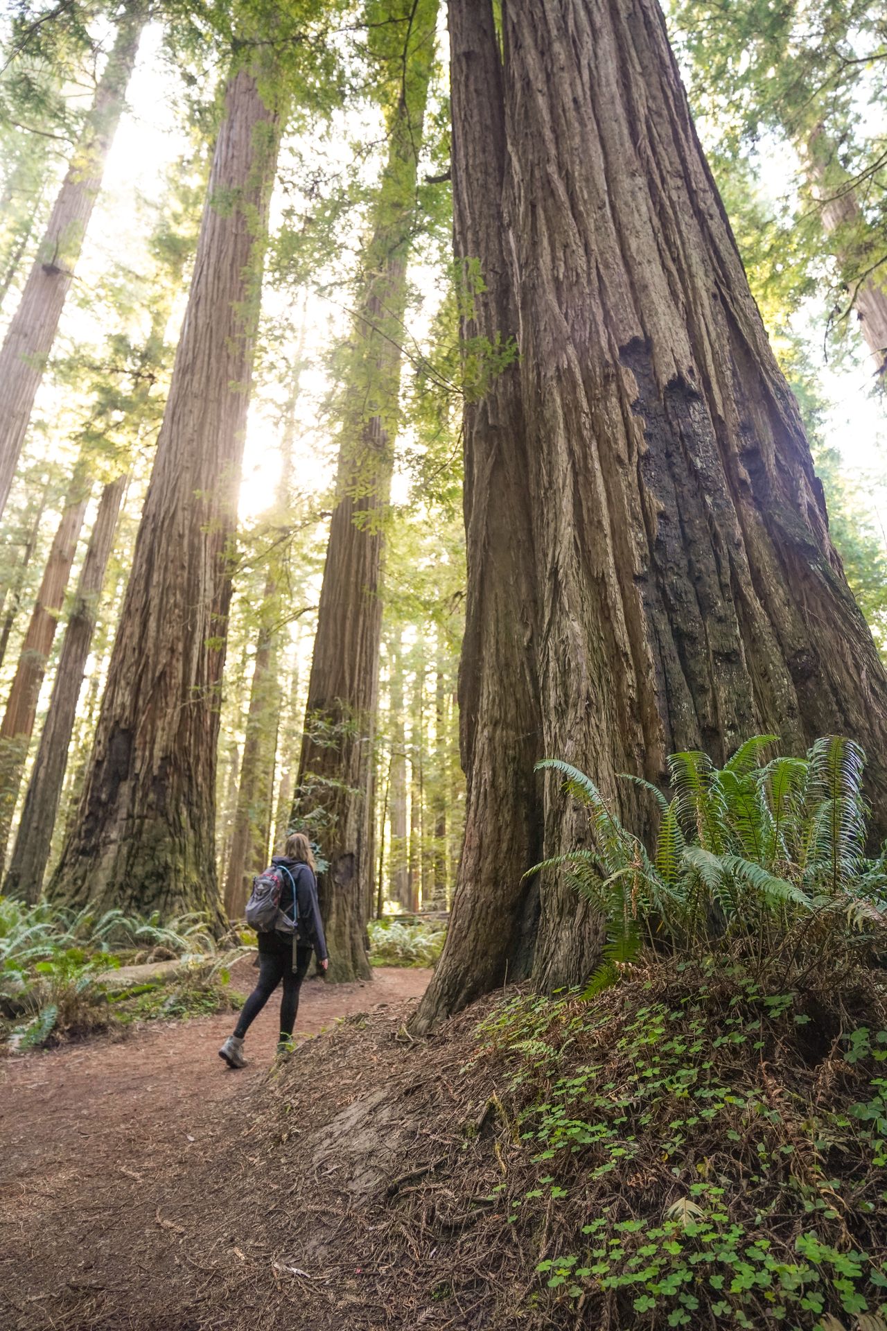 Lydia hiking among redwood trees with some light coming through the trees on the Stout Memorial Grove Trail