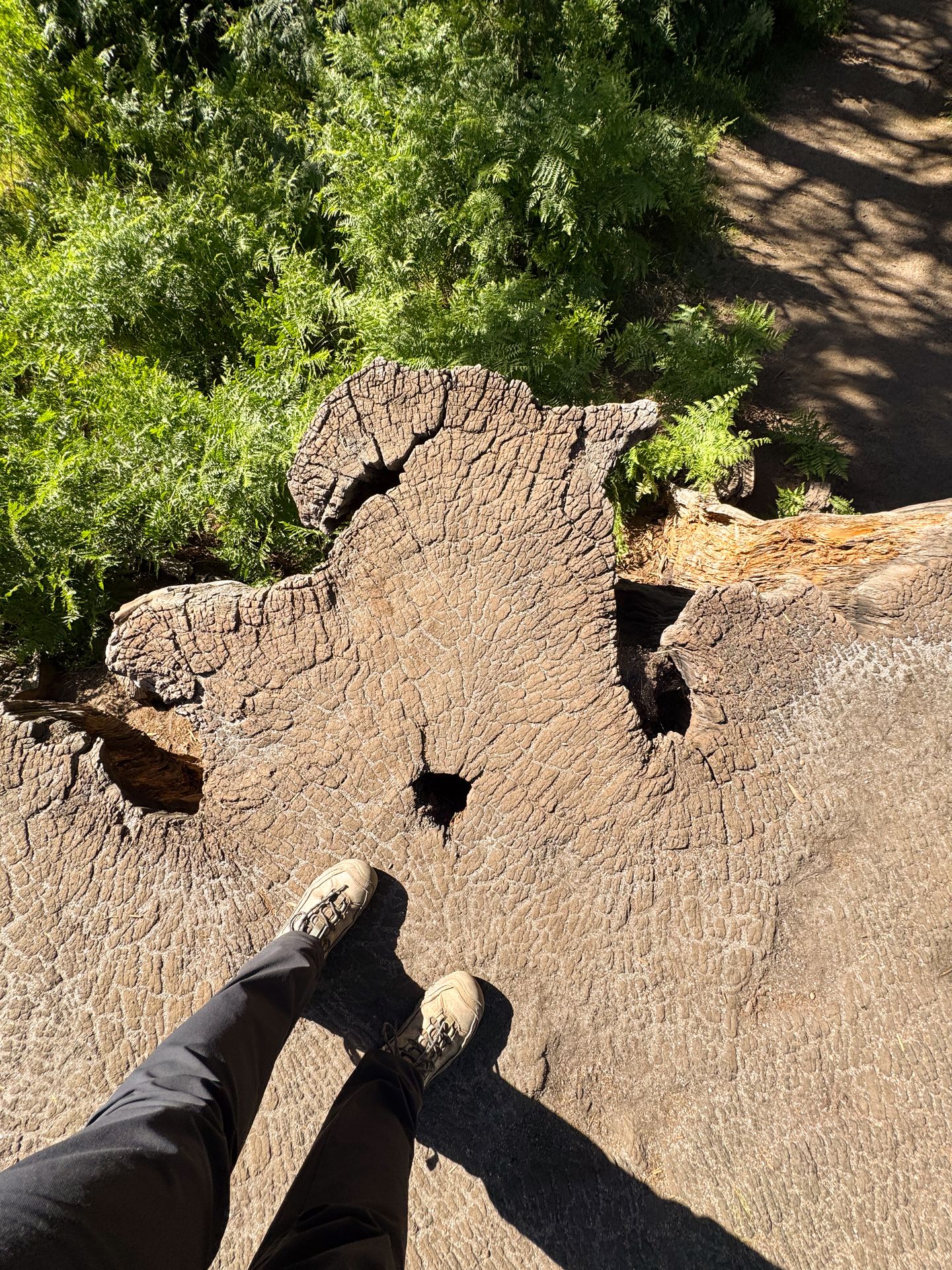 Lydia on top of a giant sequoia tree stump