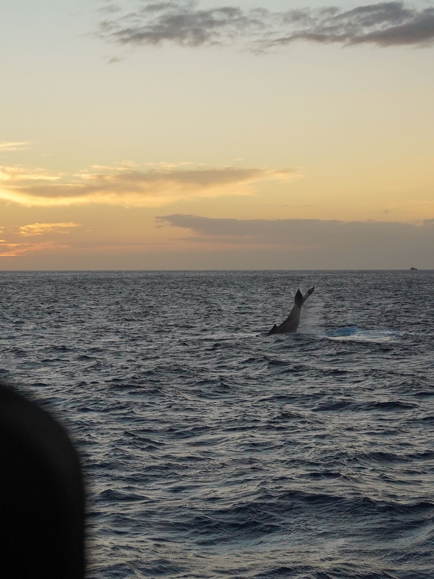 The tale of a whale sticking up out of the ocean, with the sky colored yellow and orange from the sunset