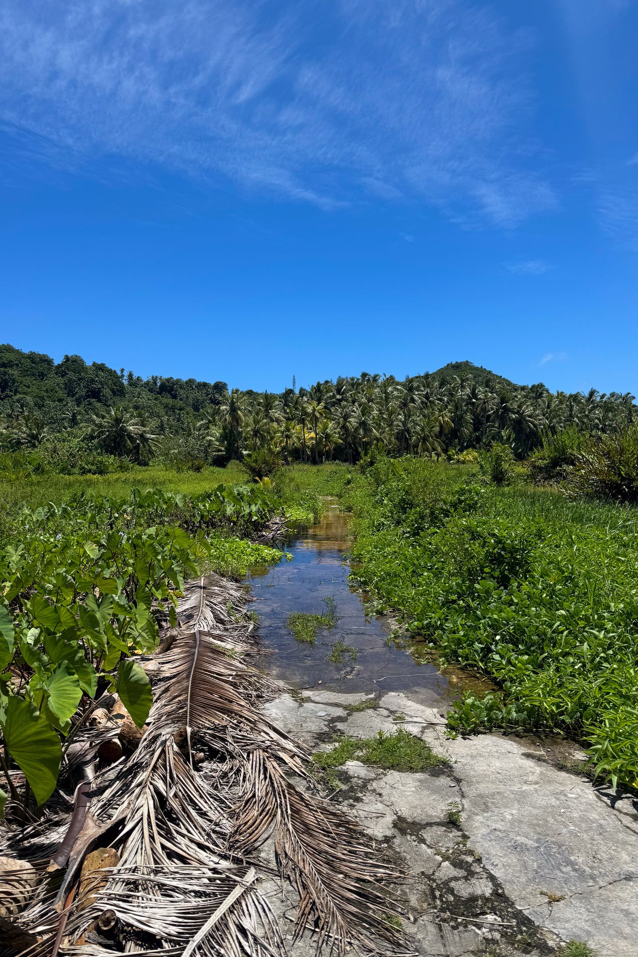 A taro plantation on Aunu'u Island