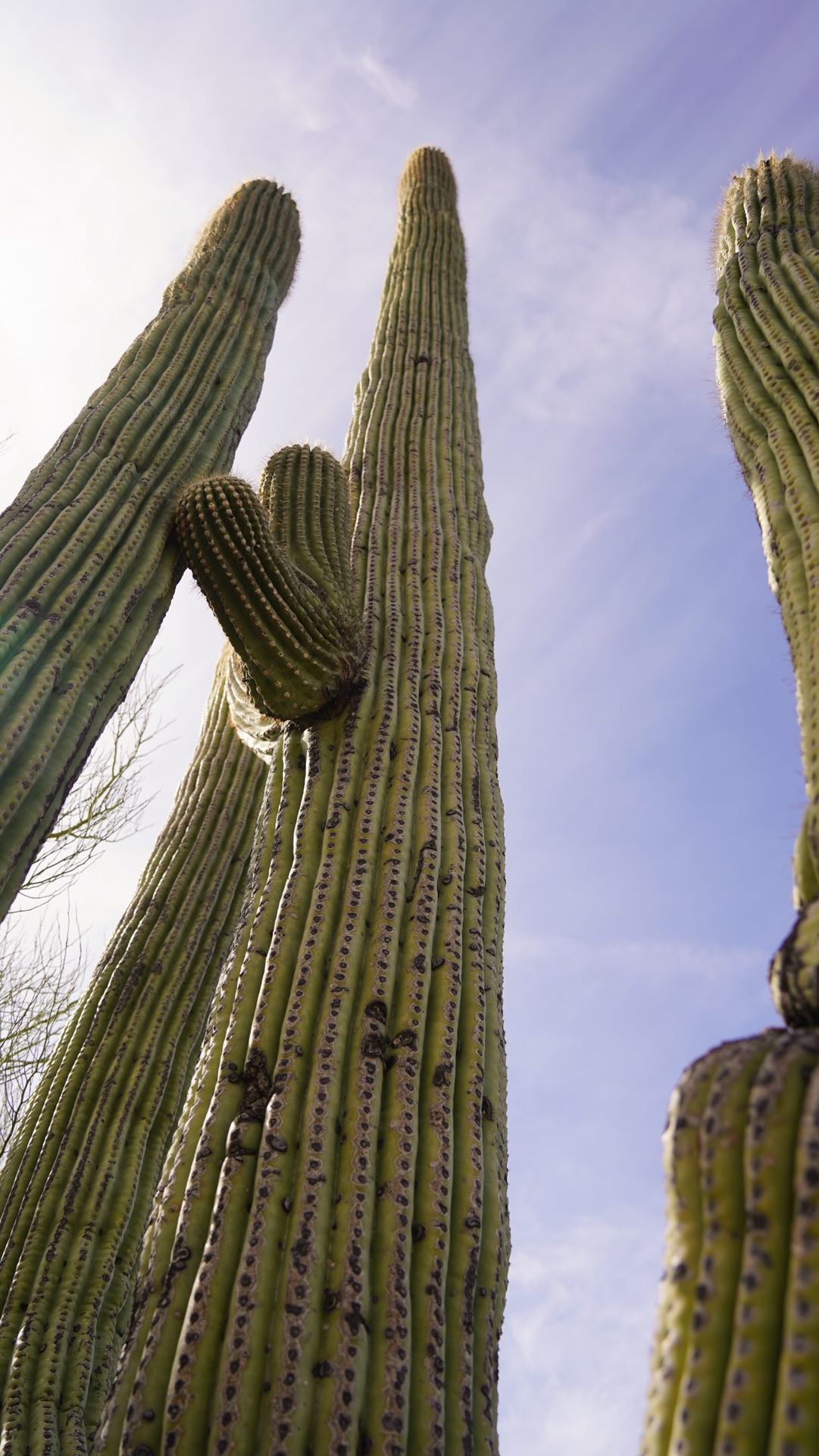 A guide to each US national park - part 36 - Saguaro, AZ