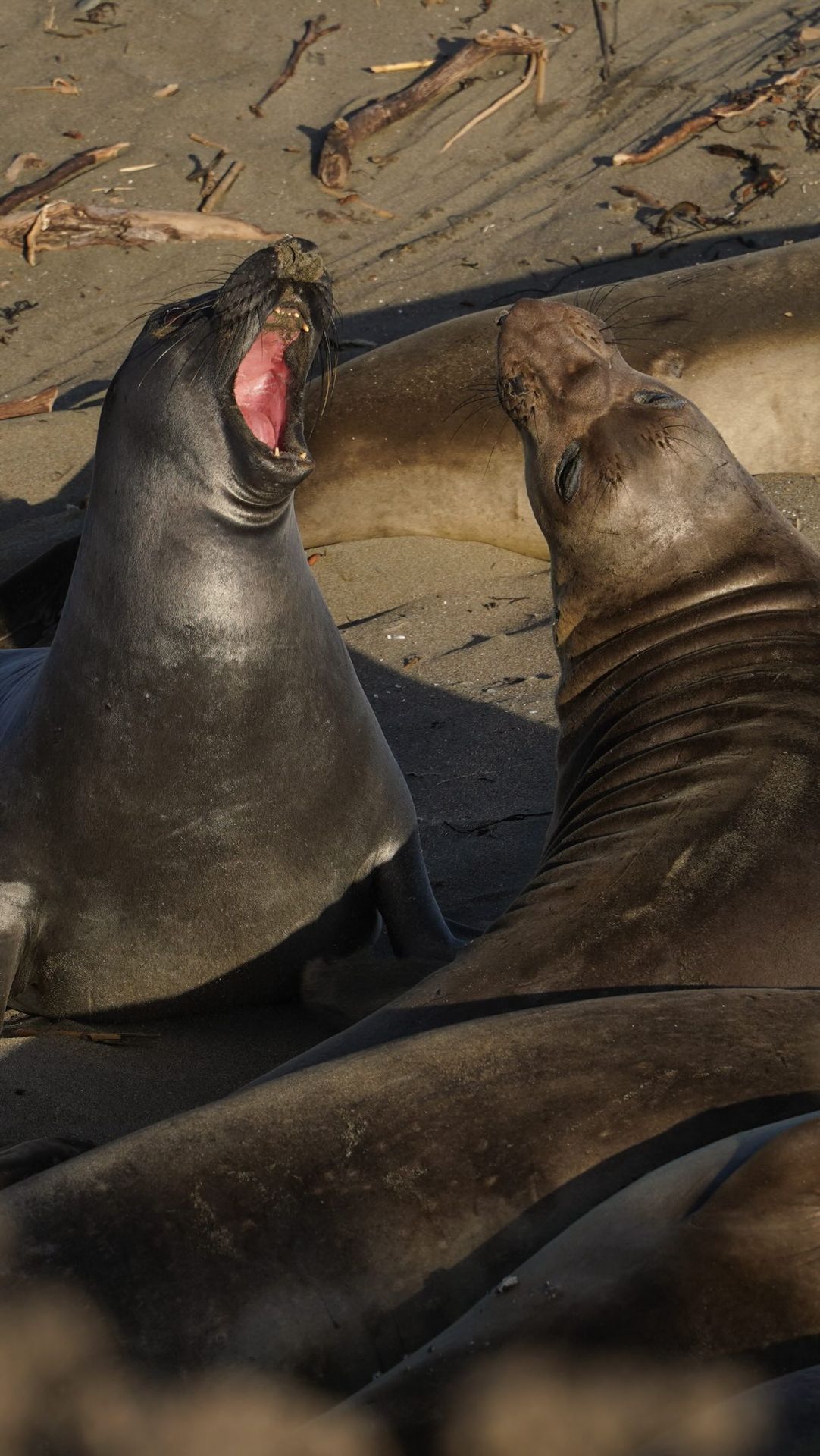 The wildlife along the California coast 🤩