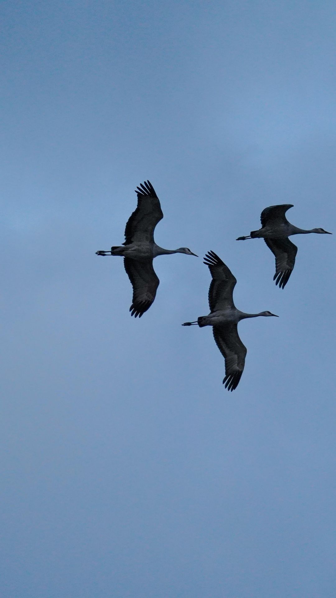 Did you know you could see one of the best migrations in the world in Nebraska? 🤯 