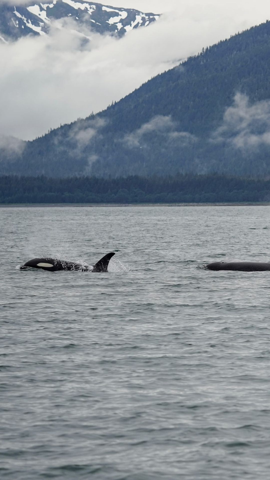 Juneau is one of the BEST places to see whales in the United States! 