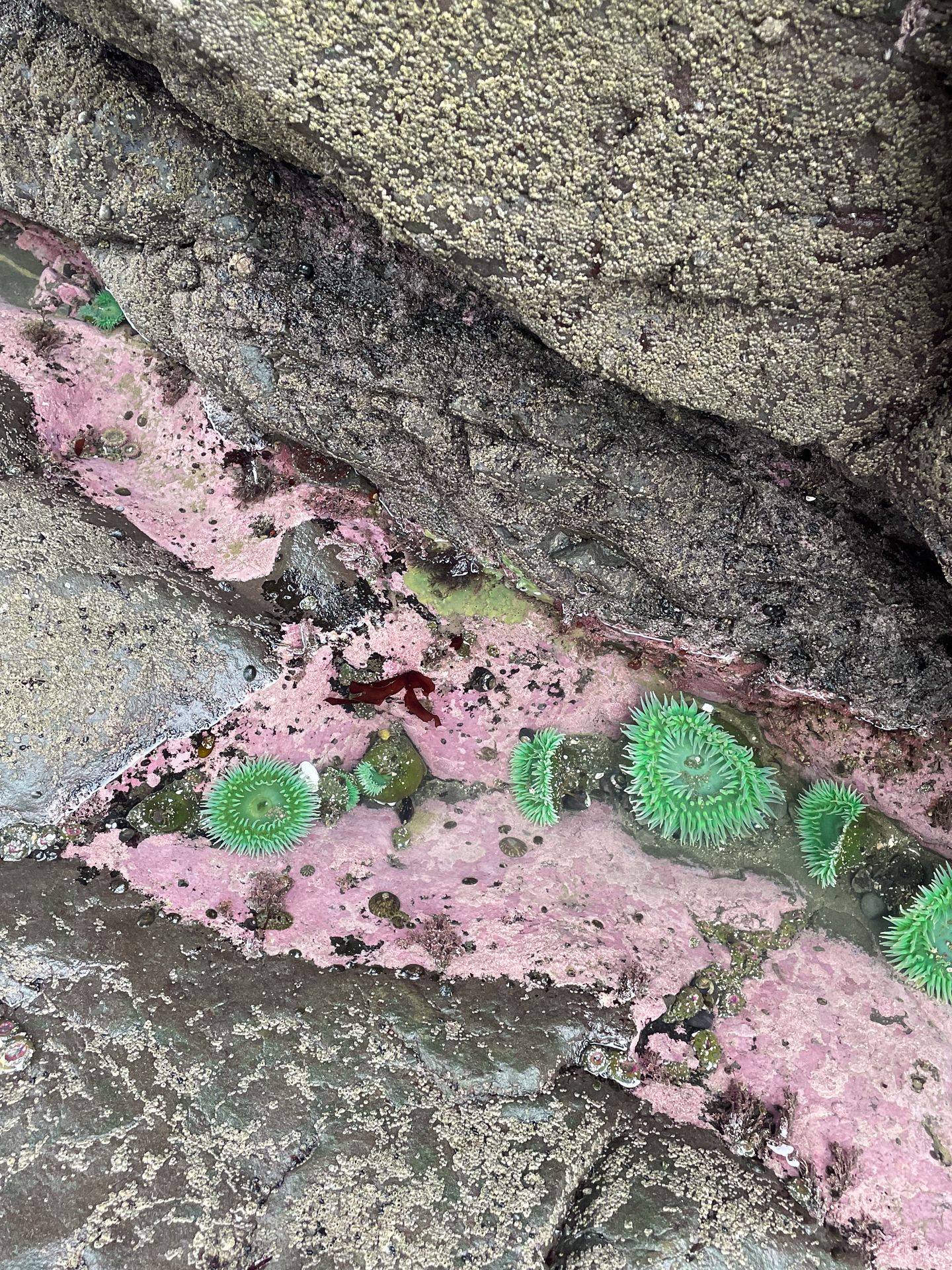 Green sea anemoes and pink surfaces in a tide pool at Rialto Beach in Olympic National Park