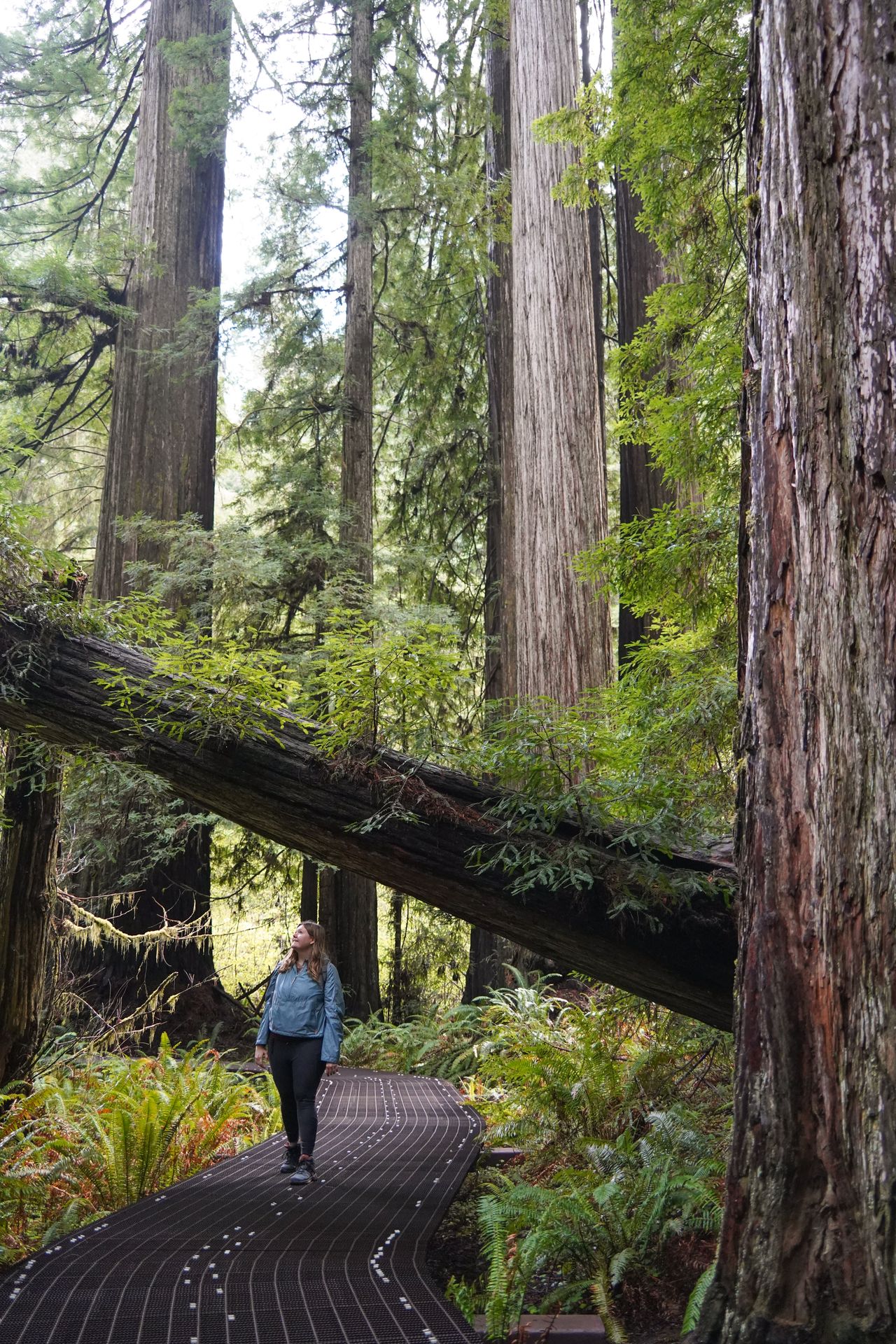 Lydia standing under a giant log on the Grove of the Titans Trail
