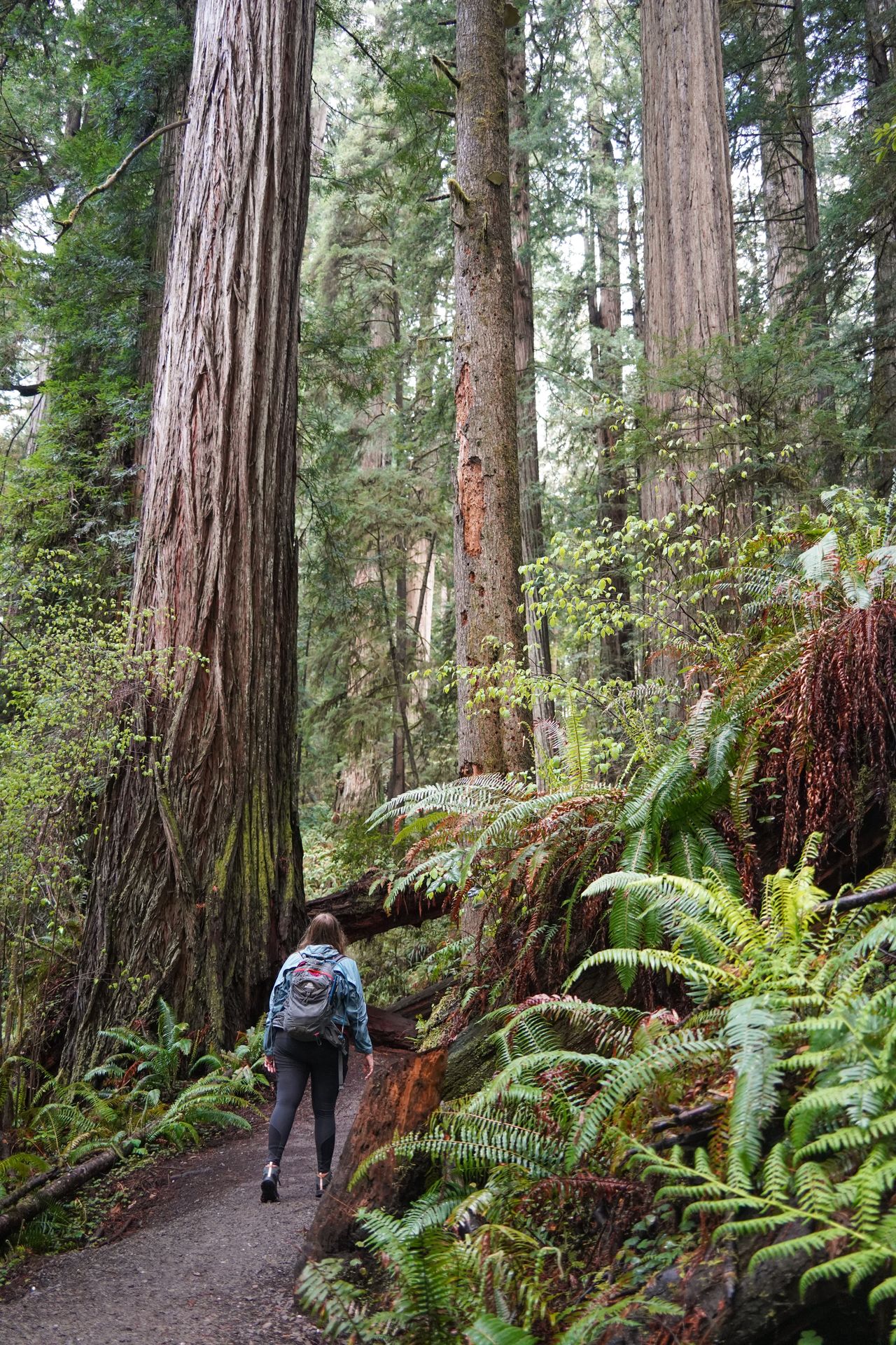 Lydia hiking next to redwood trees. There are some green ferns in the foreground