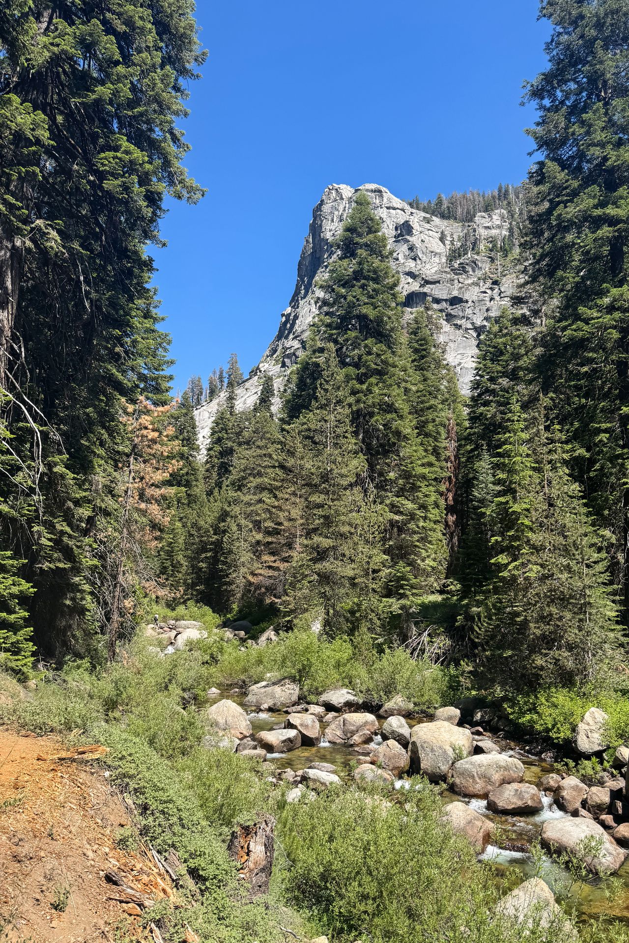 A view of trees and a tall, white rocky canyon on the Tokopah Falls Trail