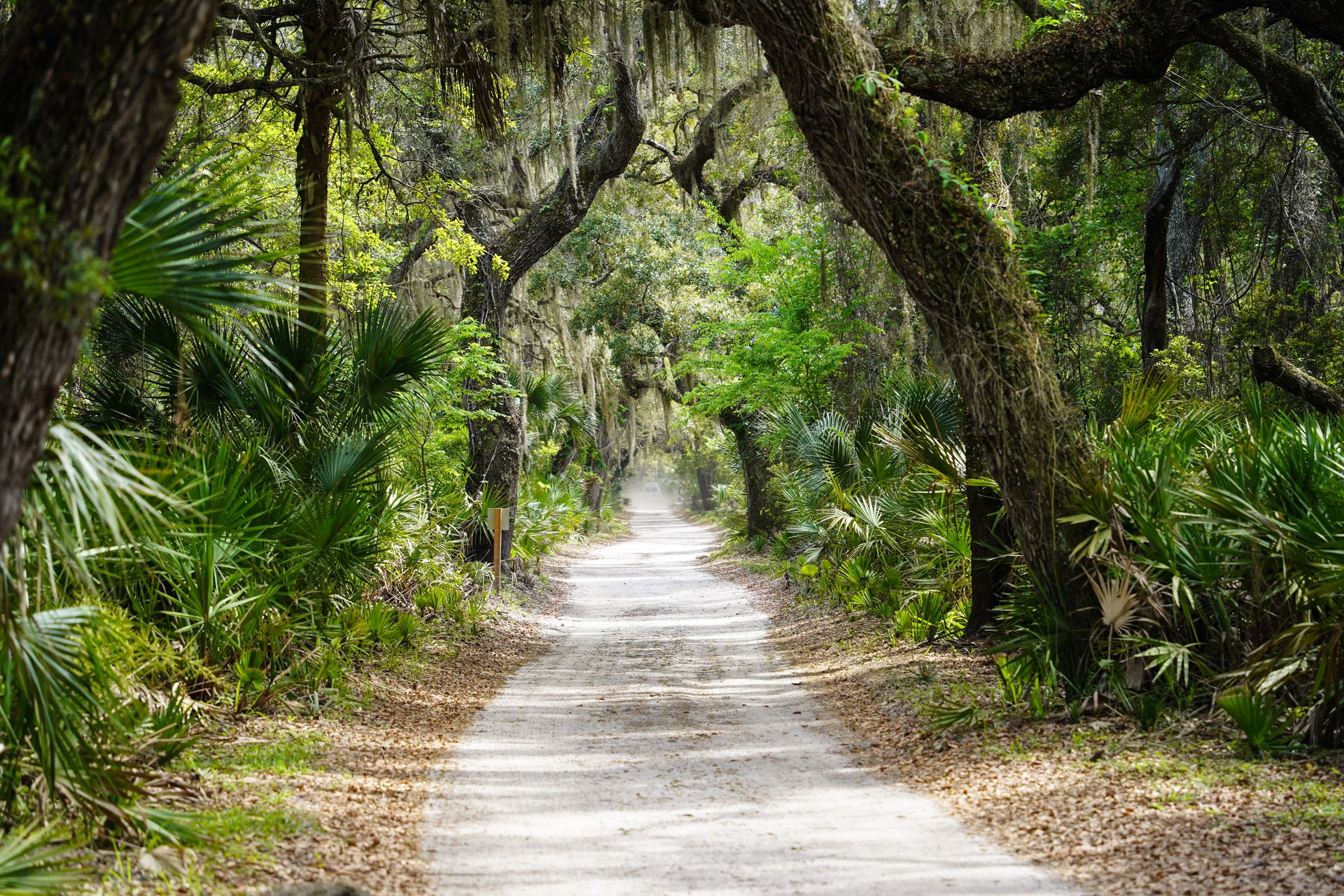 A trail surrounded by palmetto trees on Cumberland Island
