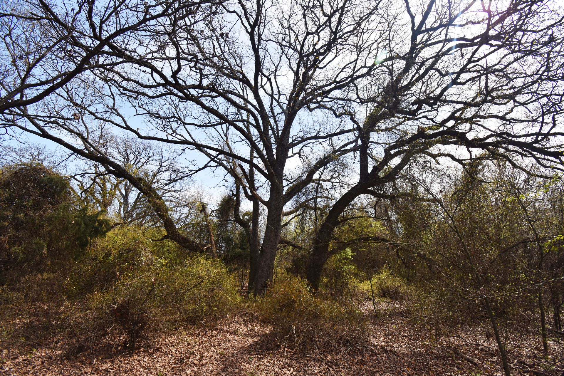 A bare tree with several branches. The tree has an eerie feel to it.