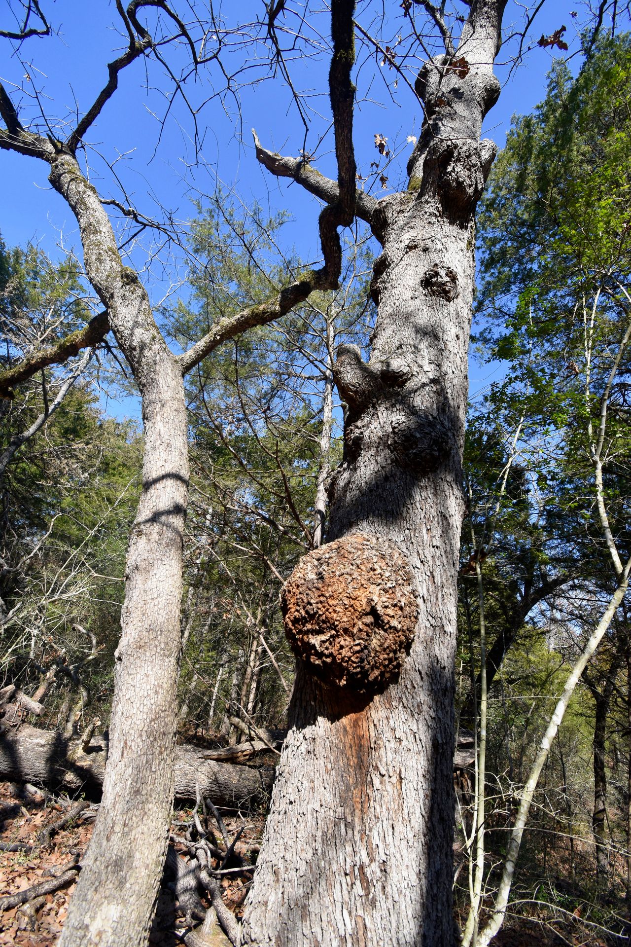 A tree that looks to have a giant lump in the side.