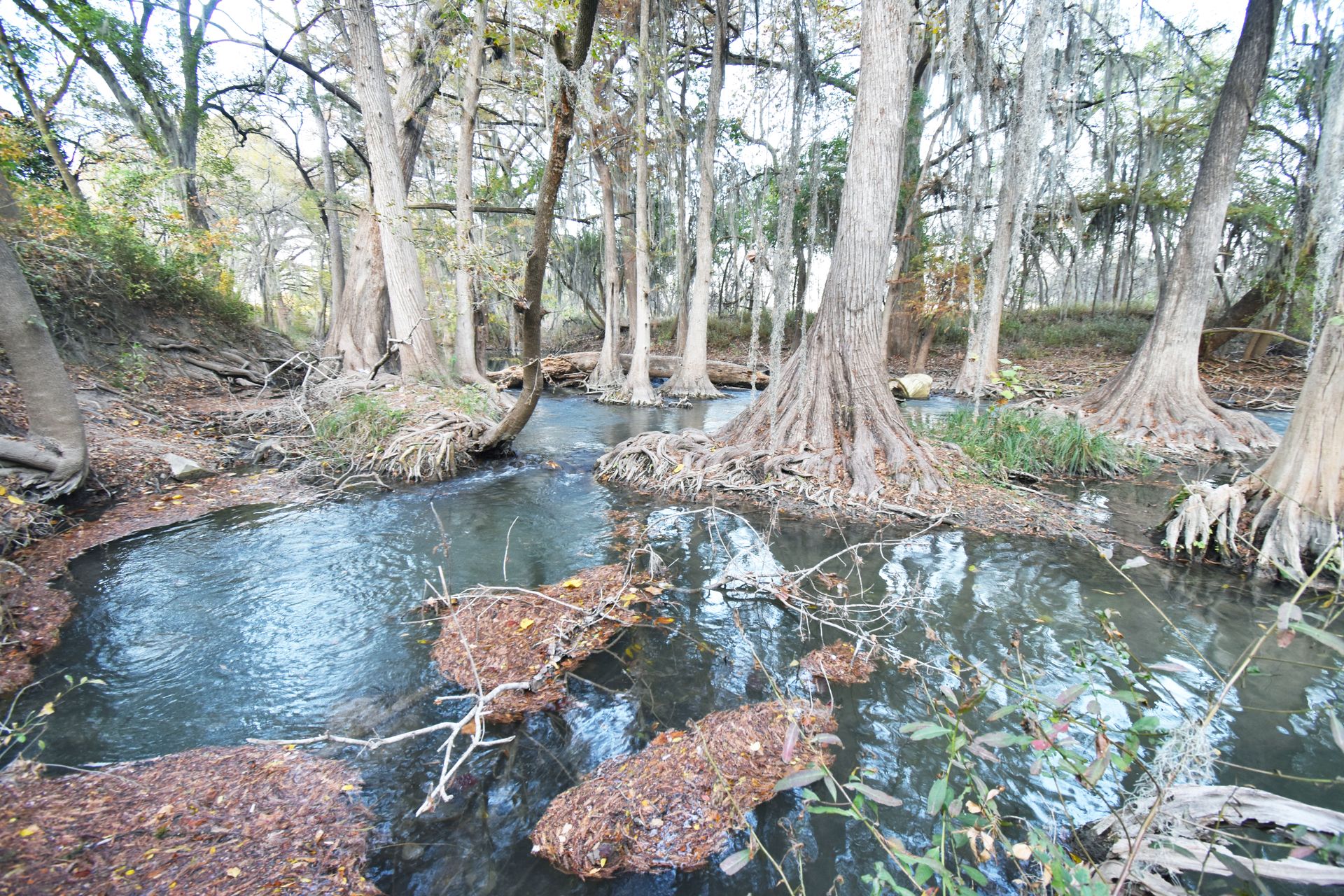An area of blue water with cypress trees growing on it