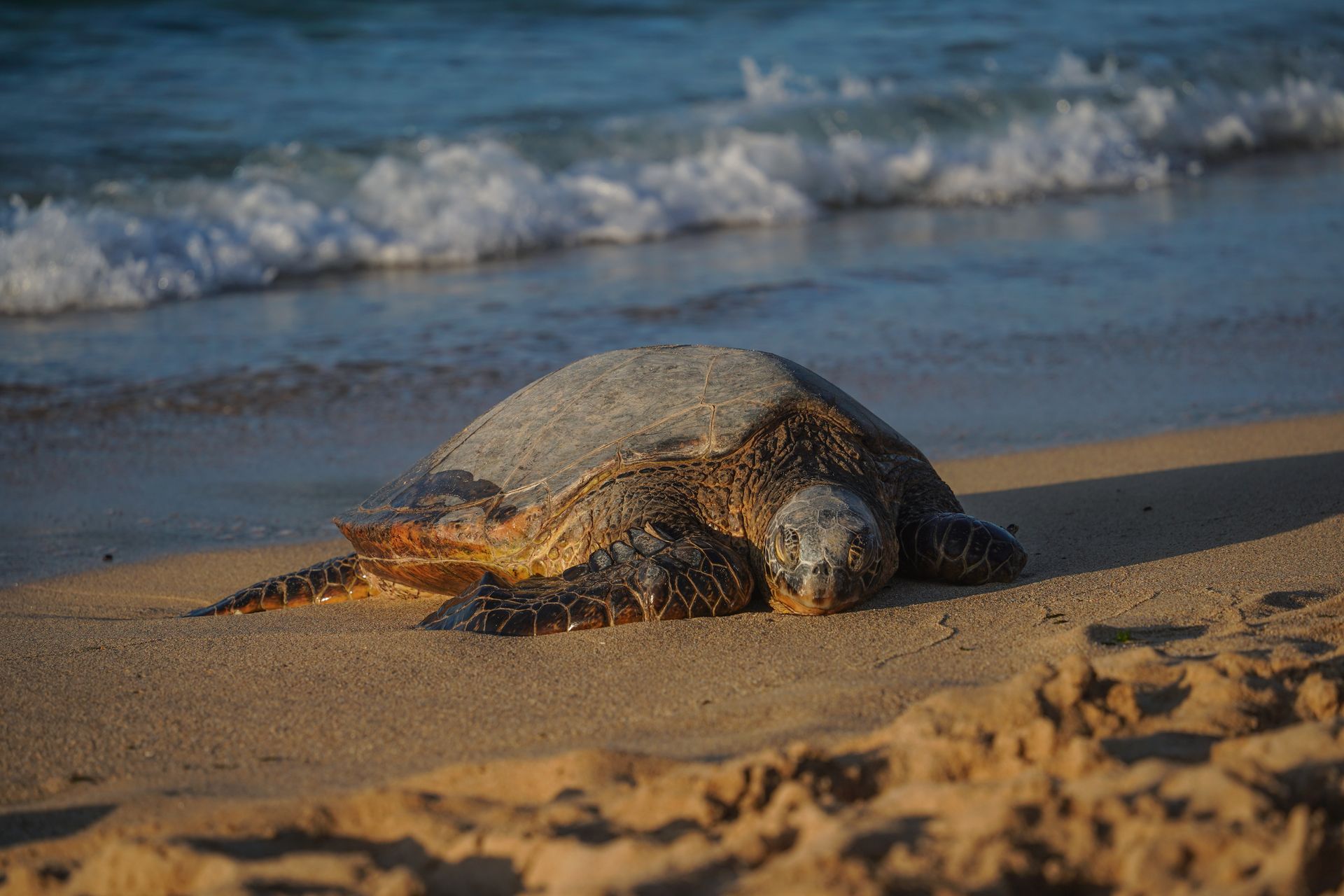 A large sea turtle laying on a beach, with waves coming in behind it