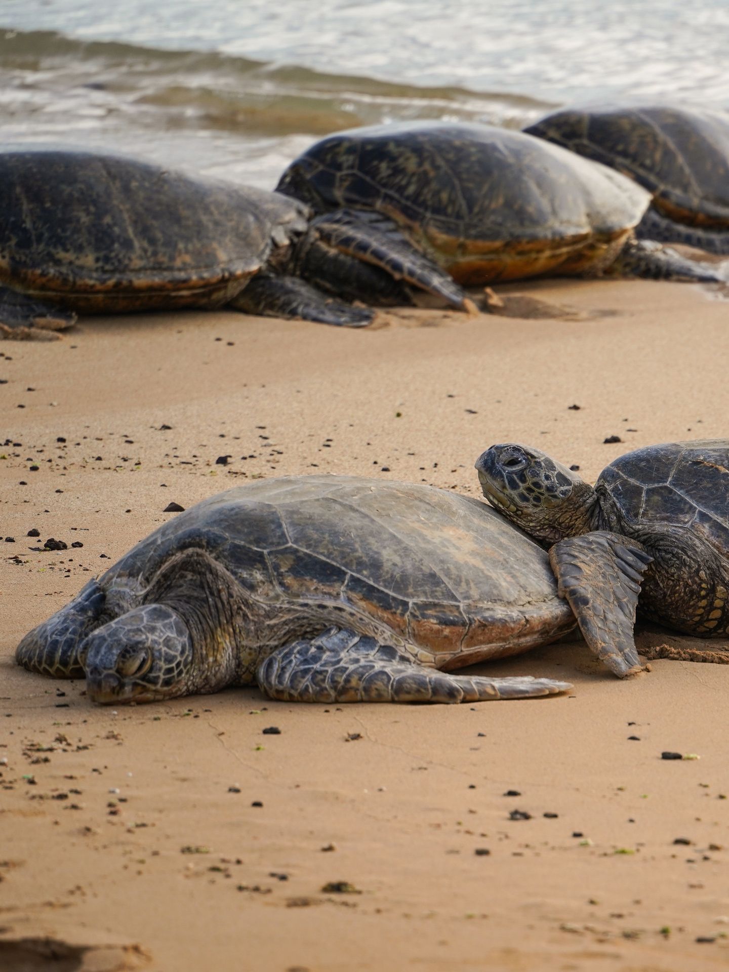 Five sea turtles laying on a sandy beach in Kauai