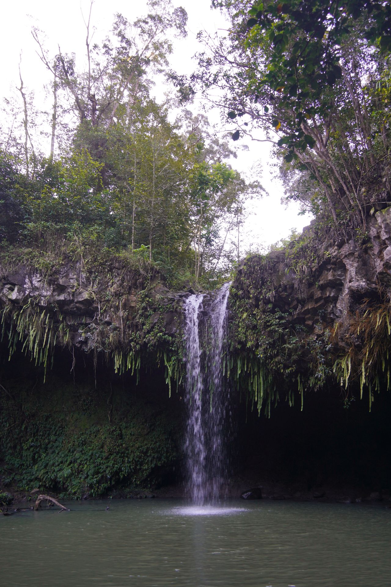 A thin waterfall flowing down over ferns and a cave overhang