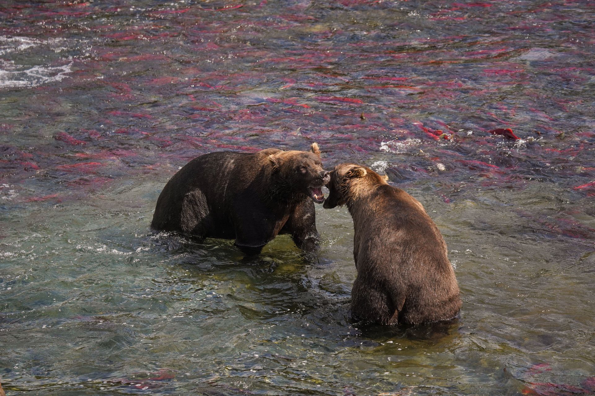 Two grizzly bears growing at each other, with a sea of red salmon behind them, in Katmai National Park