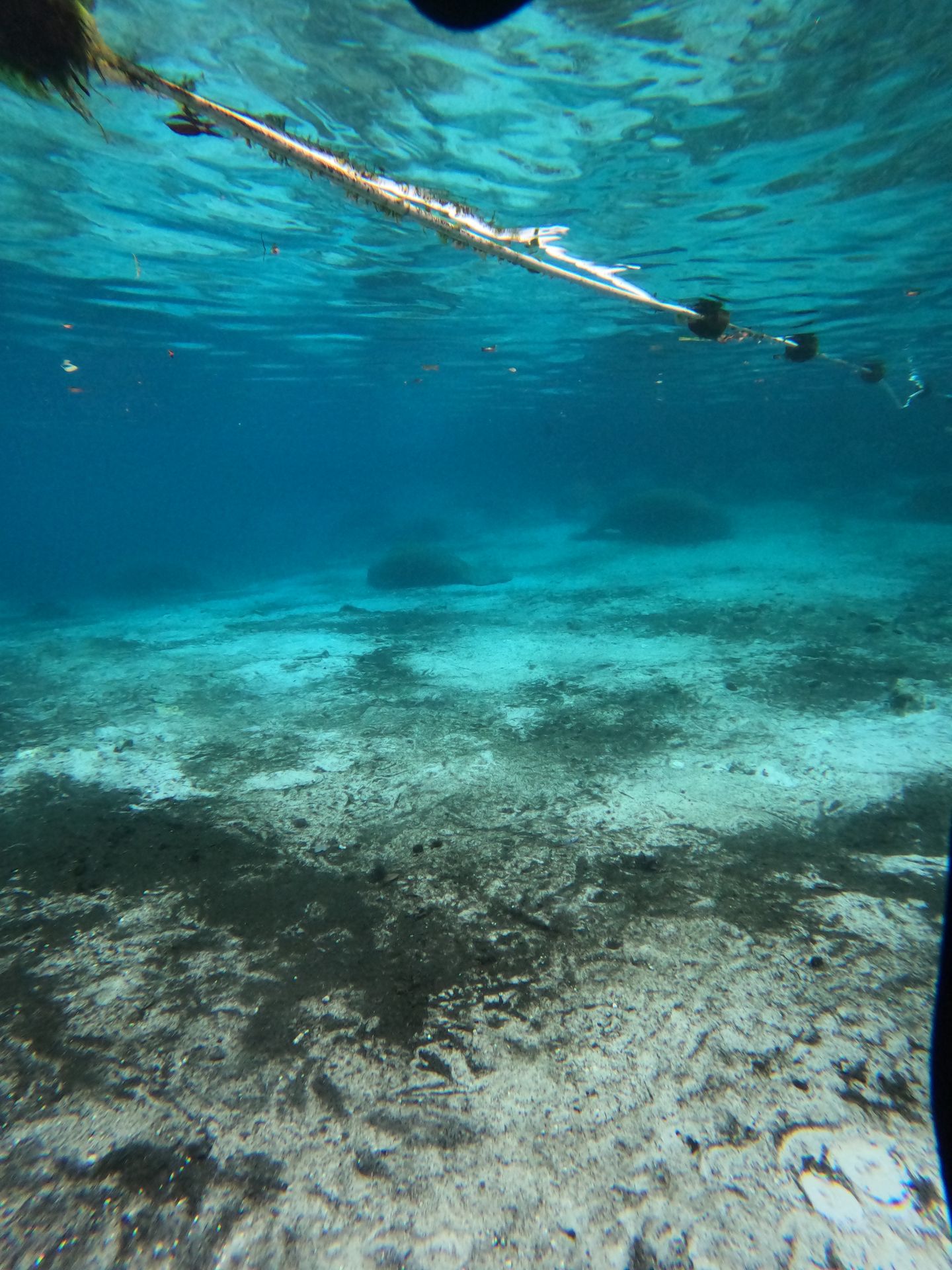 Looking through the water with some manatees resting on the floor of the lake in the distance.