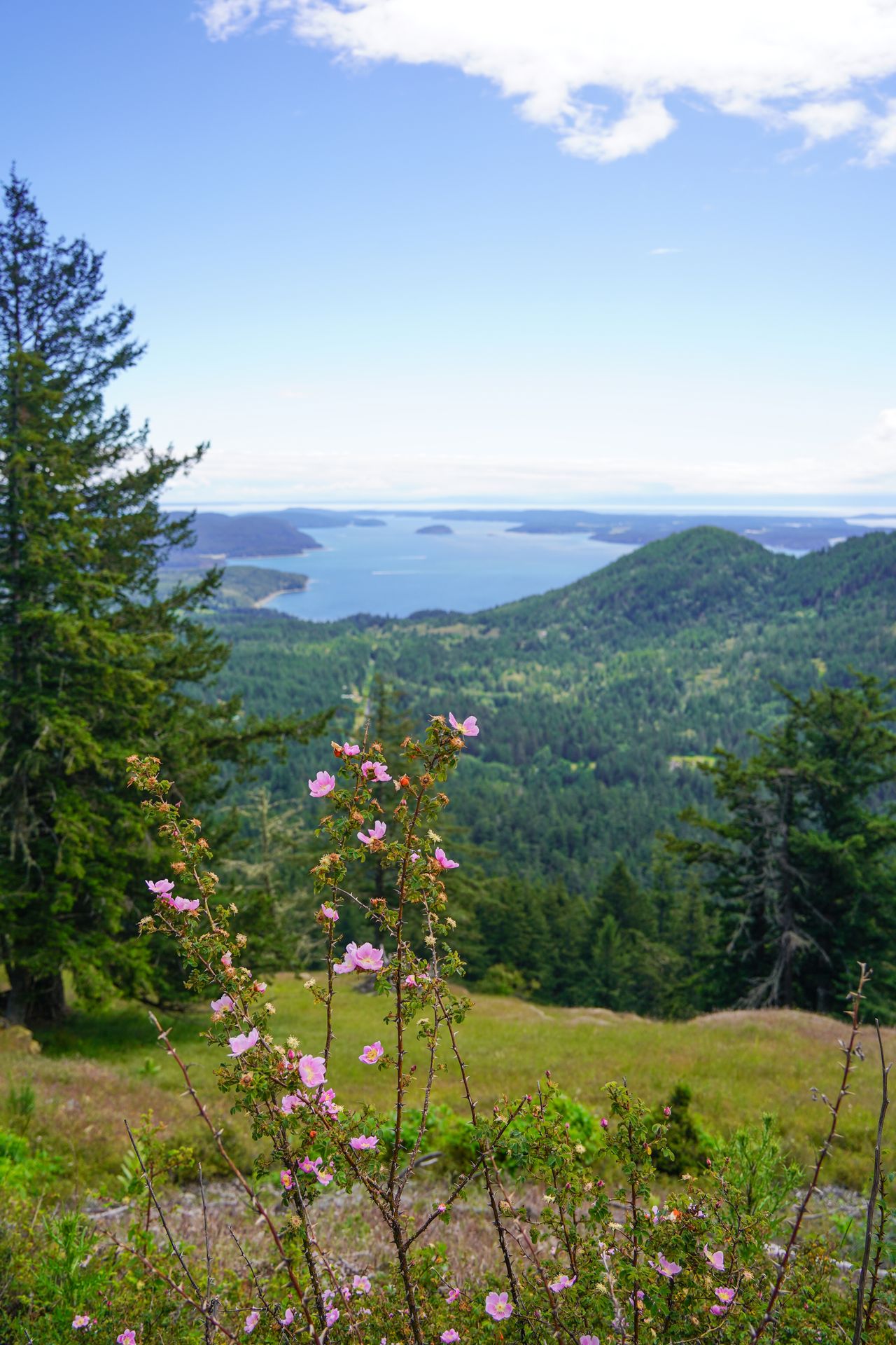 Looking down at green hills and water with a pink flower in the foreground