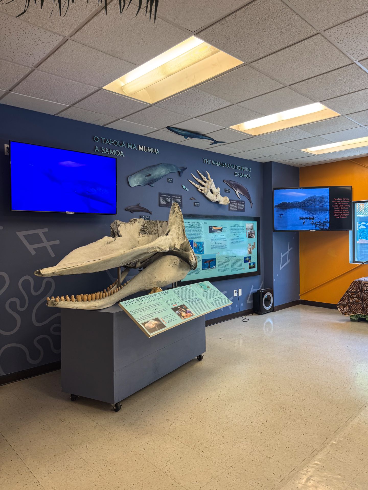 An exhibit in the National Park of American Samoa visitor center that includes a large skull