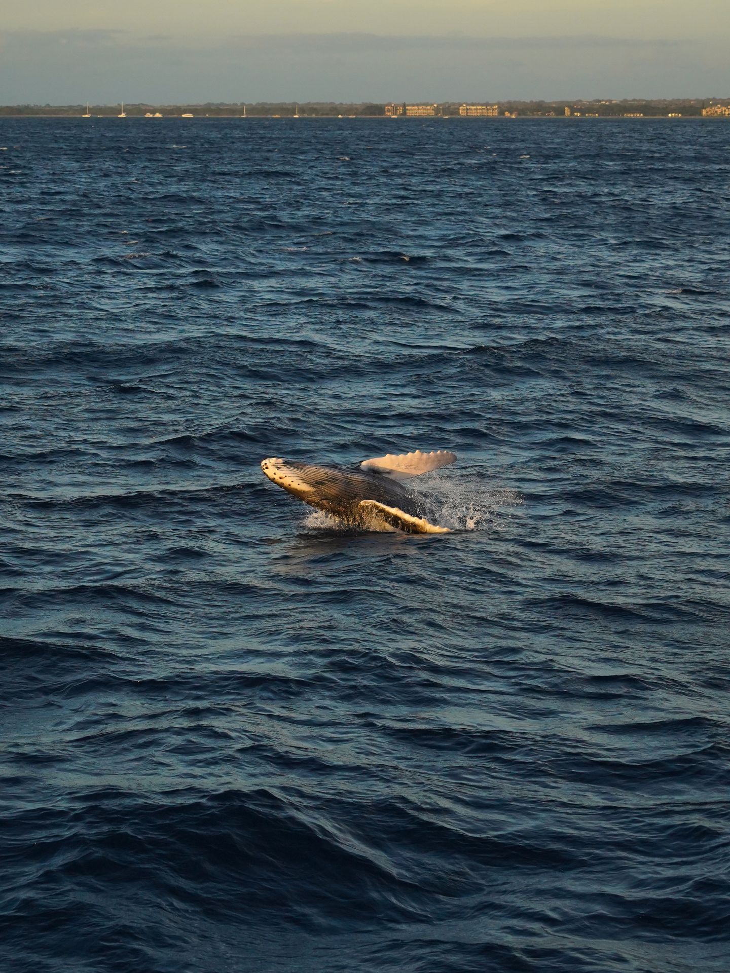 A baby humpback whale breaching out of the water, with it's belly towards the sky