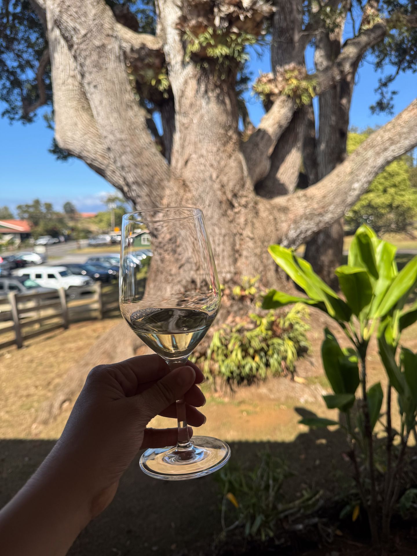 Holding up a glass of white wine in front of a large tree at MauiWine
