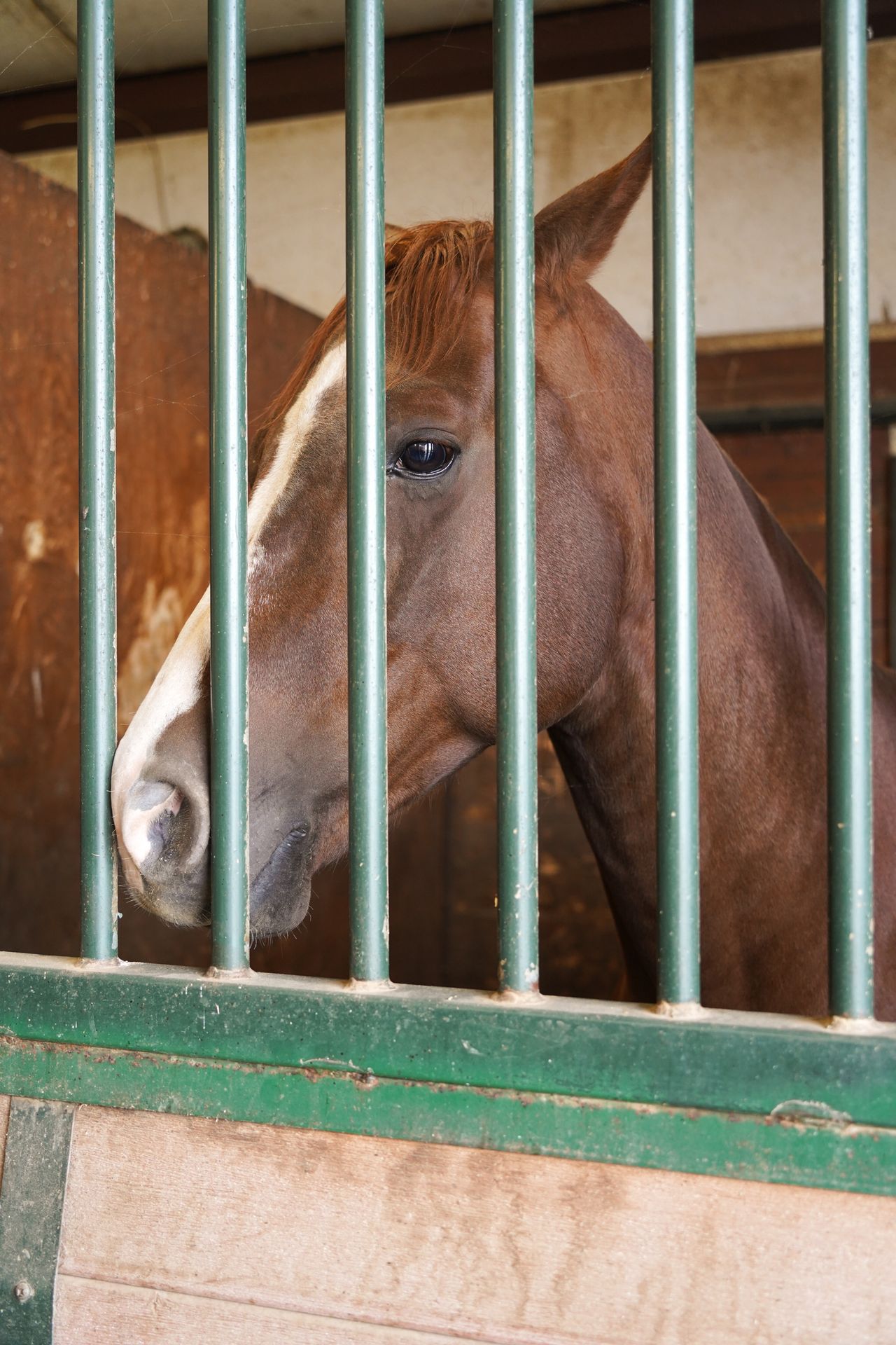 A horse looking through green bars at the Rosewood Winery