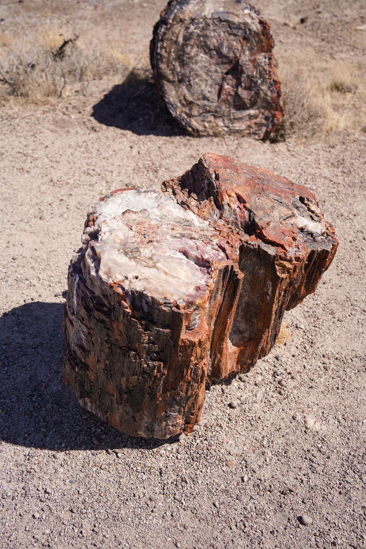 A close look at a piece of petrified wood that has been crystalized