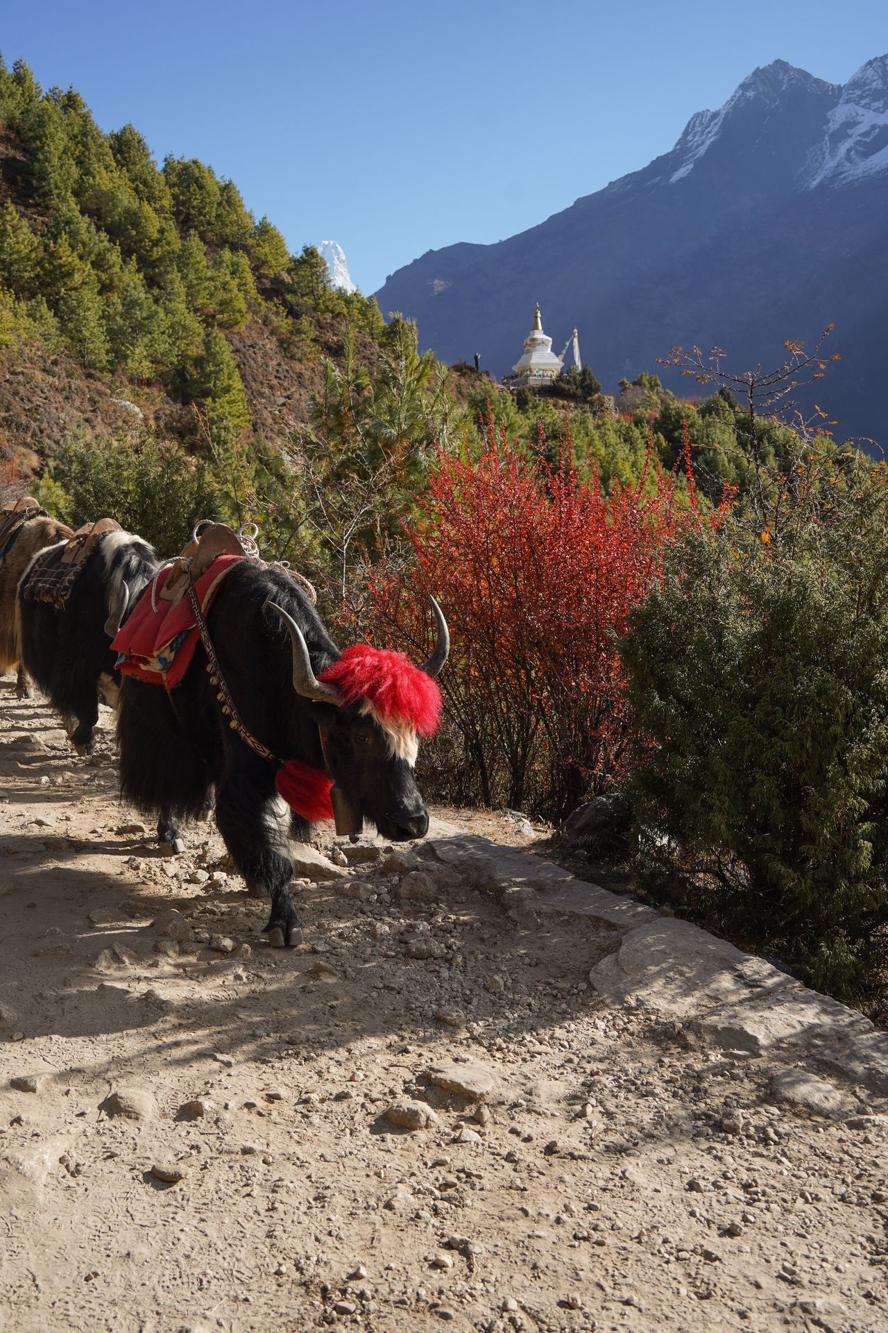 A line of yaks walking on a trail. The first yak wears a red head covering and a red cape