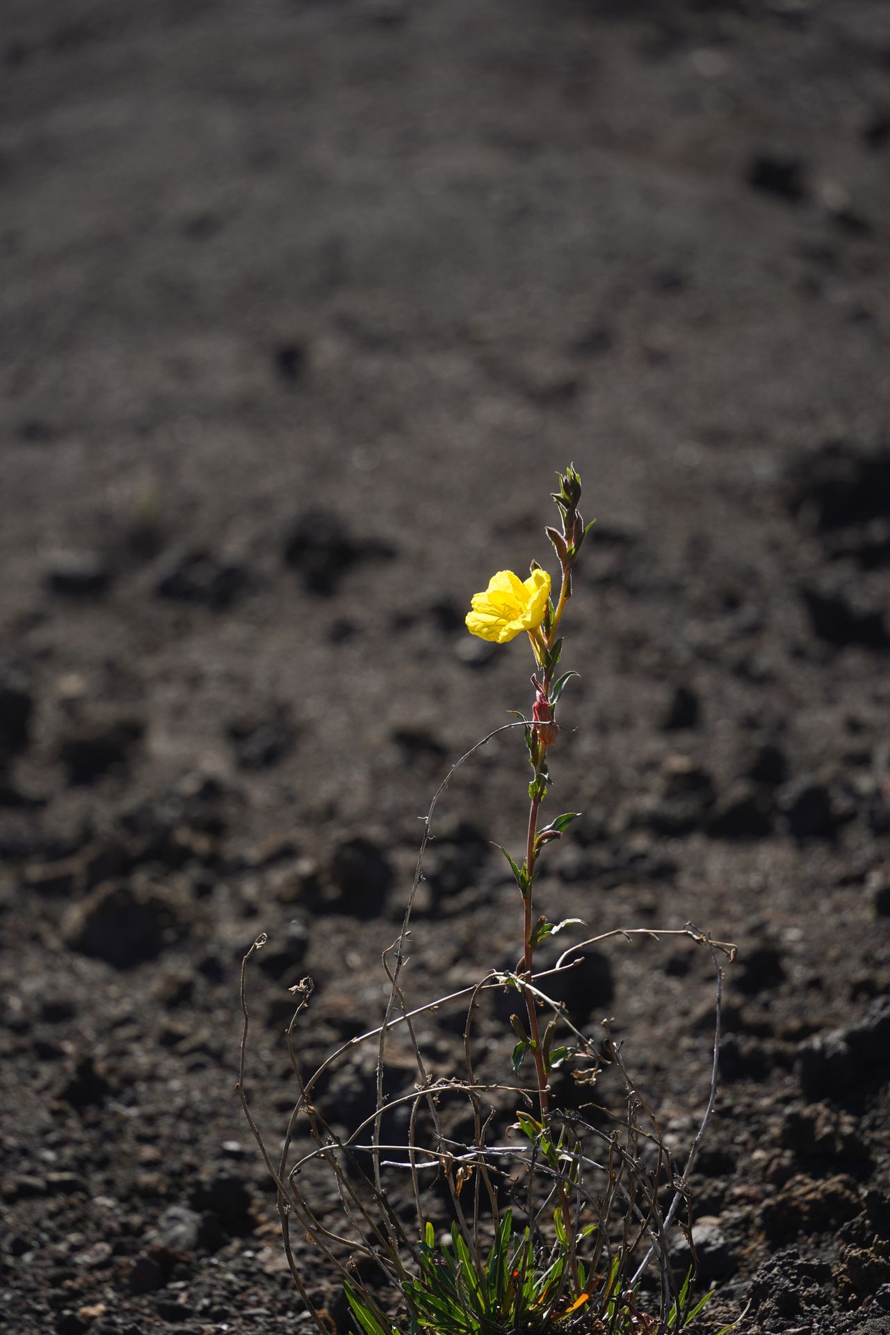 A single yellow flower growing up out of black volcanic soil