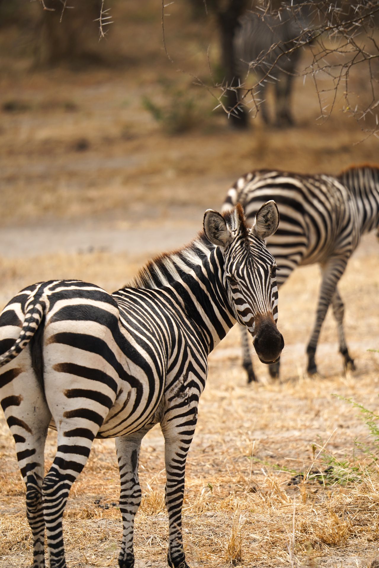A zebra turning back and looking at the camera