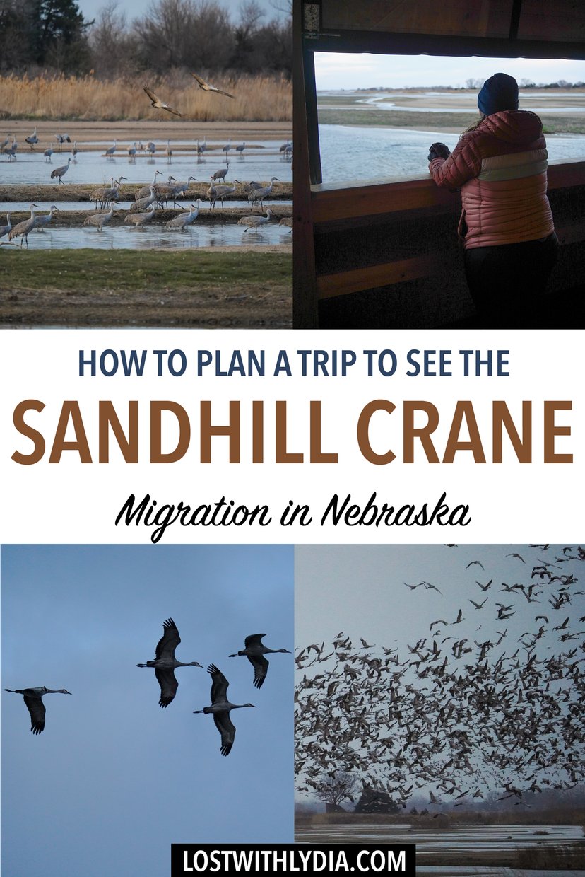 Learn exactly how to see the sandhill crane migration in Nebraska! This guide includes tips like when to book, what to pack, fun facts about the birds, and more.