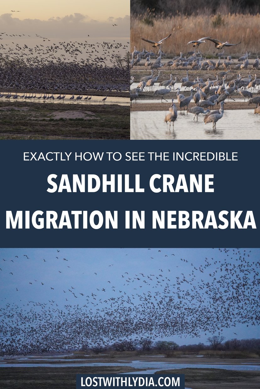 Learn exactly how to see the sandhill crane migration in Nebraska! This guide includes tips like when to book, what to pack, fun facts about the birds, and more.