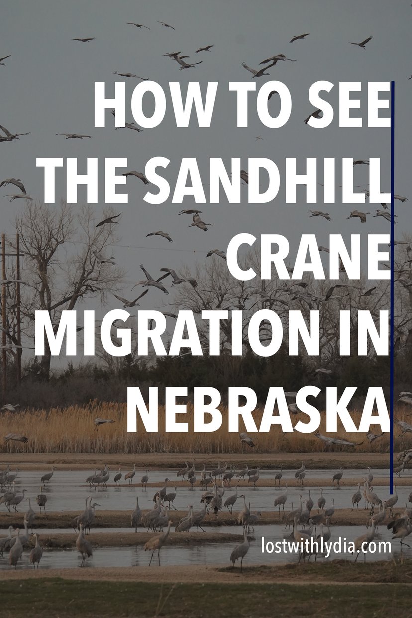 Learn exactly how to see the sandhill crane migration in Nebraska! This guide includes tips like when to book, what to pack, fun facts about the birds, and more.