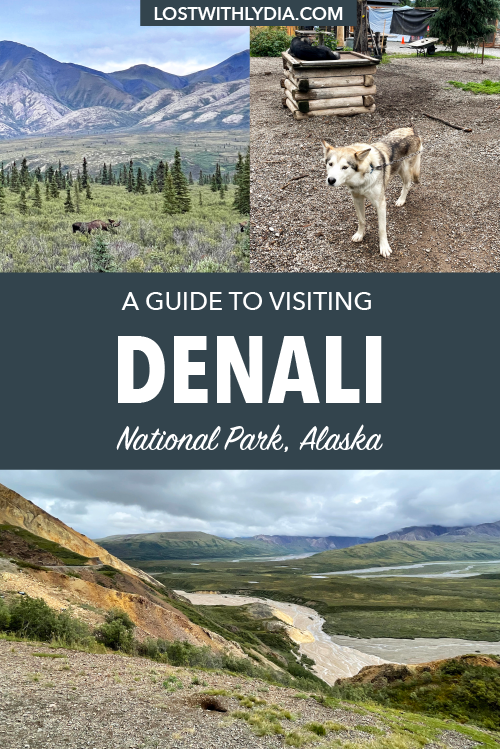 Learn about the best things to do in Denali National Park in the summertime! Read about the Denali bus tours, hiking trails, dog kennels and more.