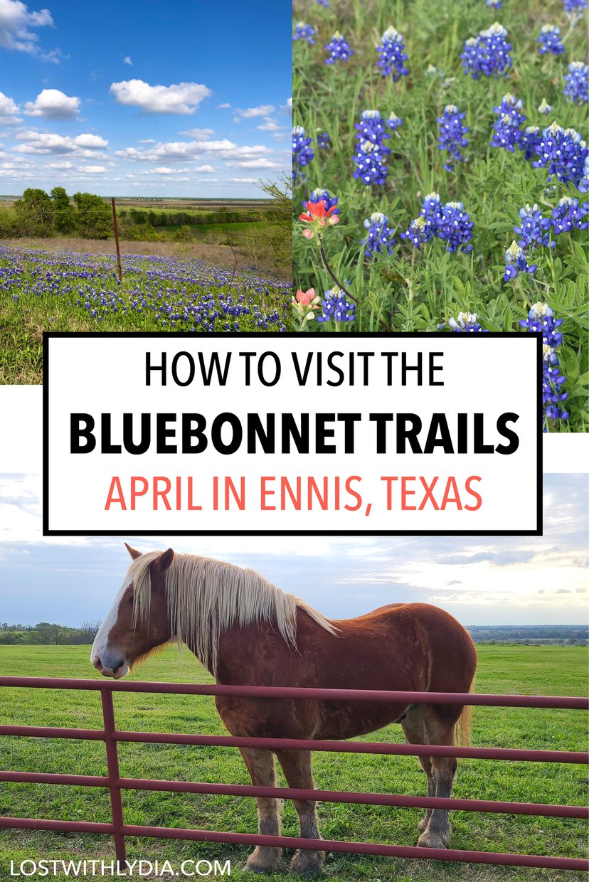 Everything you need to know for visiting the Ennis Bluebonnet trail in Texas! Plan a trip to Ennis next April for the some of the best bluebonnets in Texas.