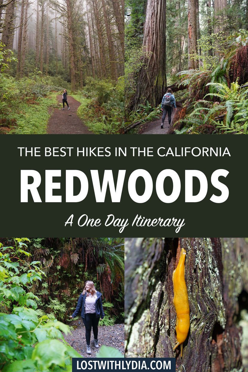 Discover the best things to do in Redwood National Park in this itinerary! This magical park has incredible trails and should be on your national park bucket list.