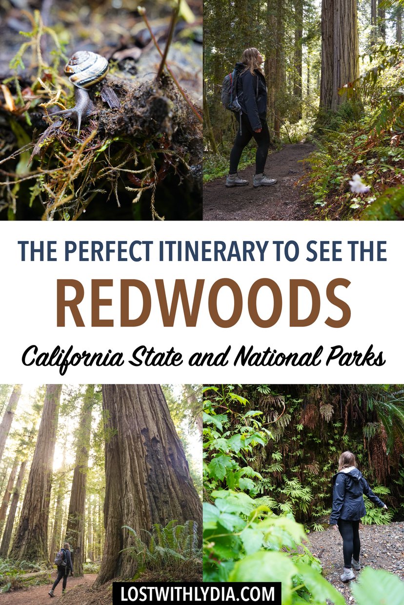 Discover the best things to do in Redwood National Park in this itinerary! This magical park has incredible trails and should be on your national park bucket list.
