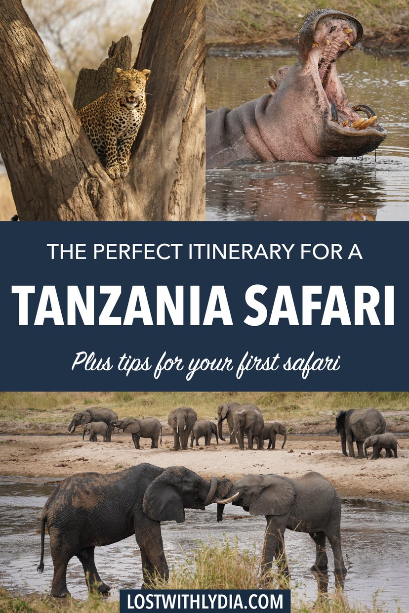 Read about the perfect itinerary for a Tanzania safari! Plus, learn tips for your first African safari.