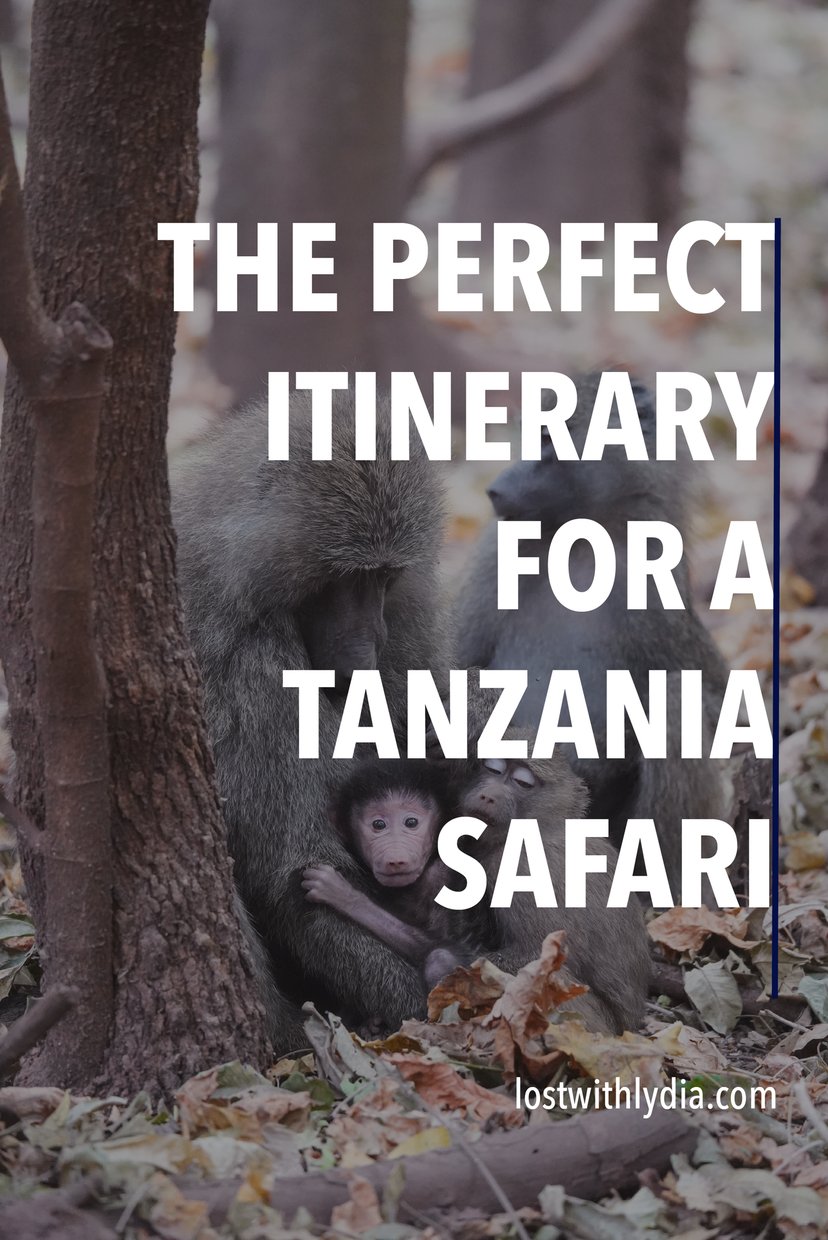 Read about the perfect itinerary for a Tanzania safari! Plus, learn tips for your first African safari.