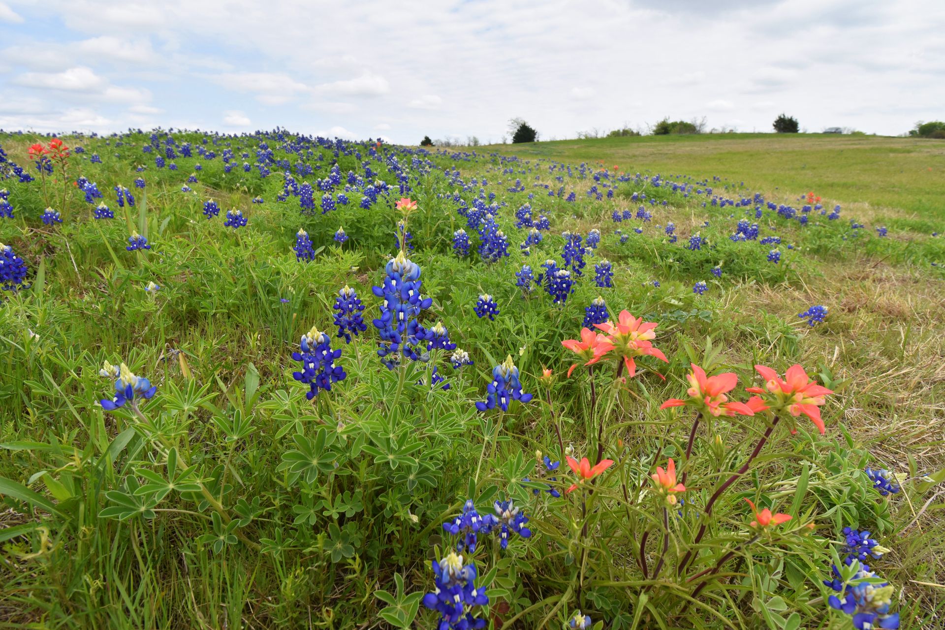 An Epic Guide to Seeing the Ennis Trail in Texas (2024)