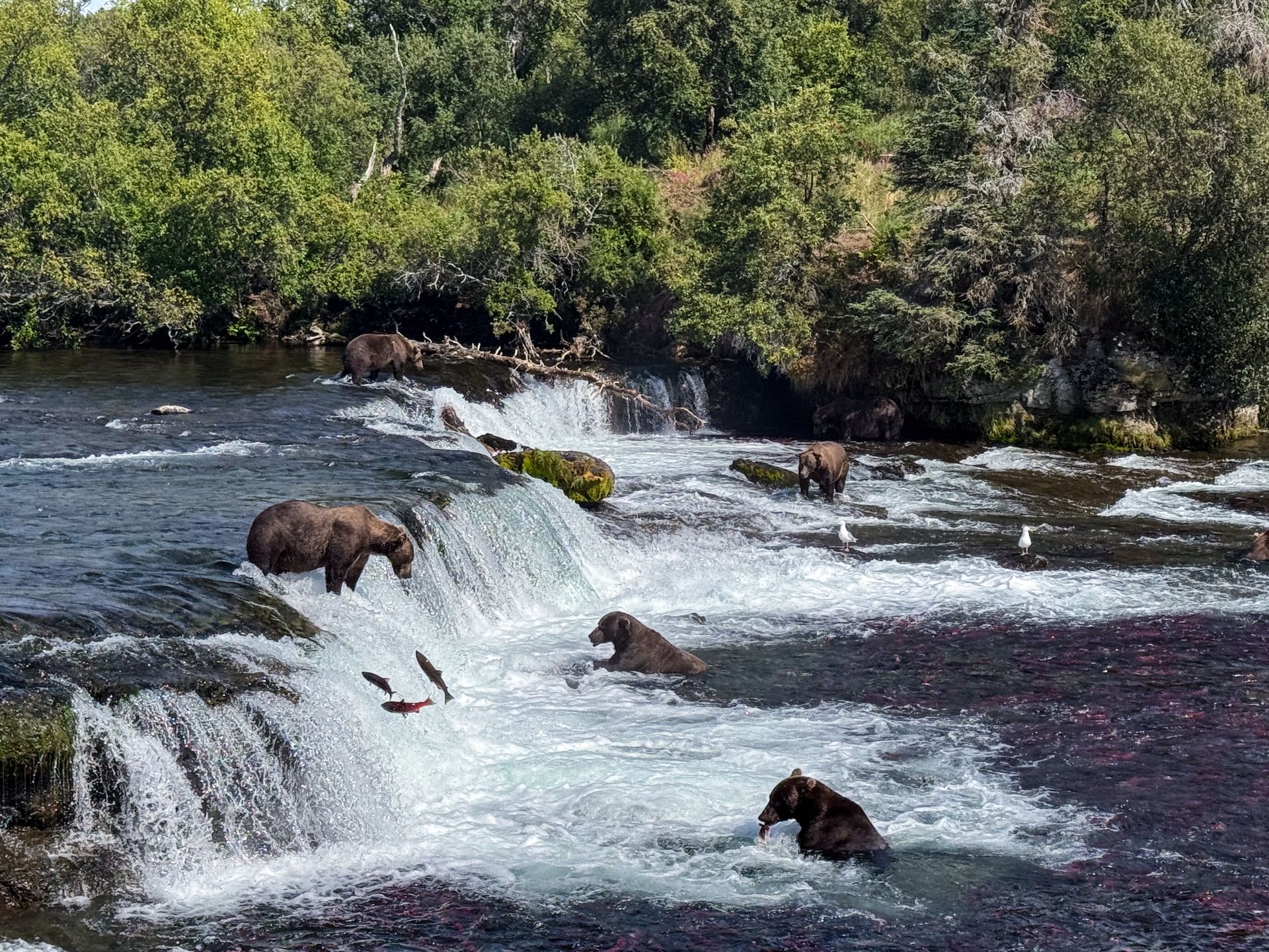 How to Take an Epic Day Trip to Katmai National Park, image size:1920x1440