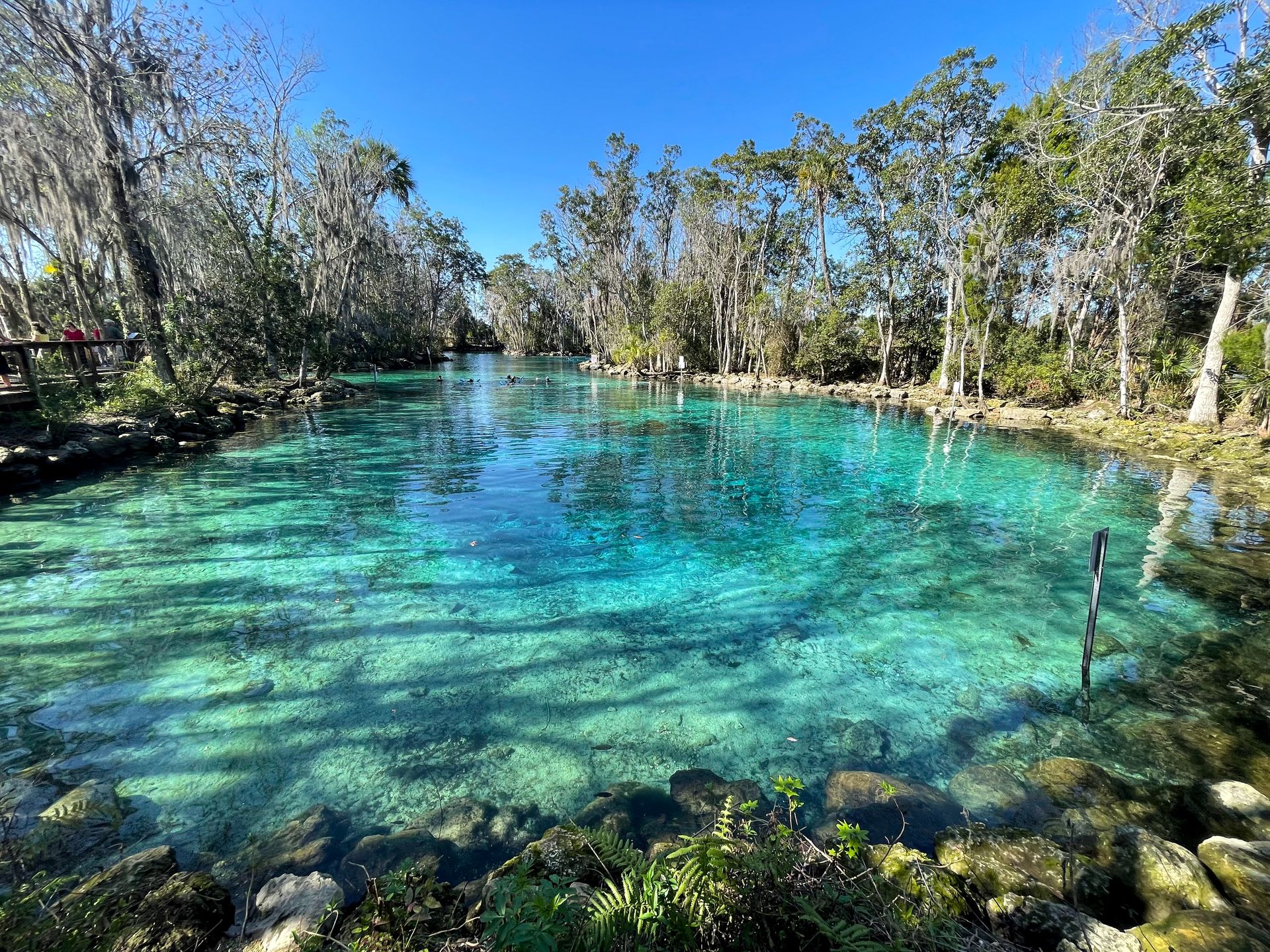 Things To Do in Crystal River, Florida: Swim and Paddle with ...