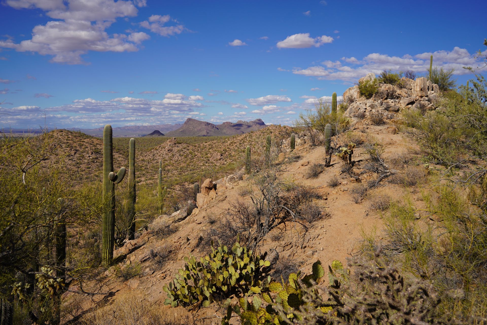 The 10 Best Outdoorsy Things To Do in Tucson (Saguaro National ...